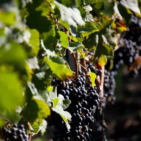 Hotel Le Saint-james Bouliac