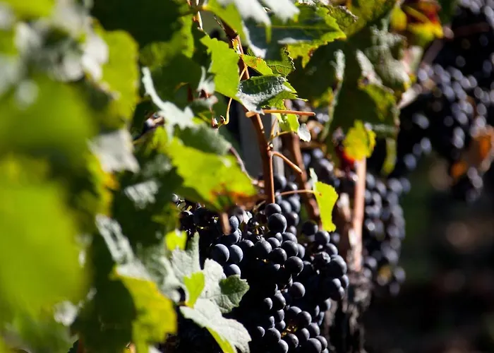 Hotel Le Saint-james Bouliac